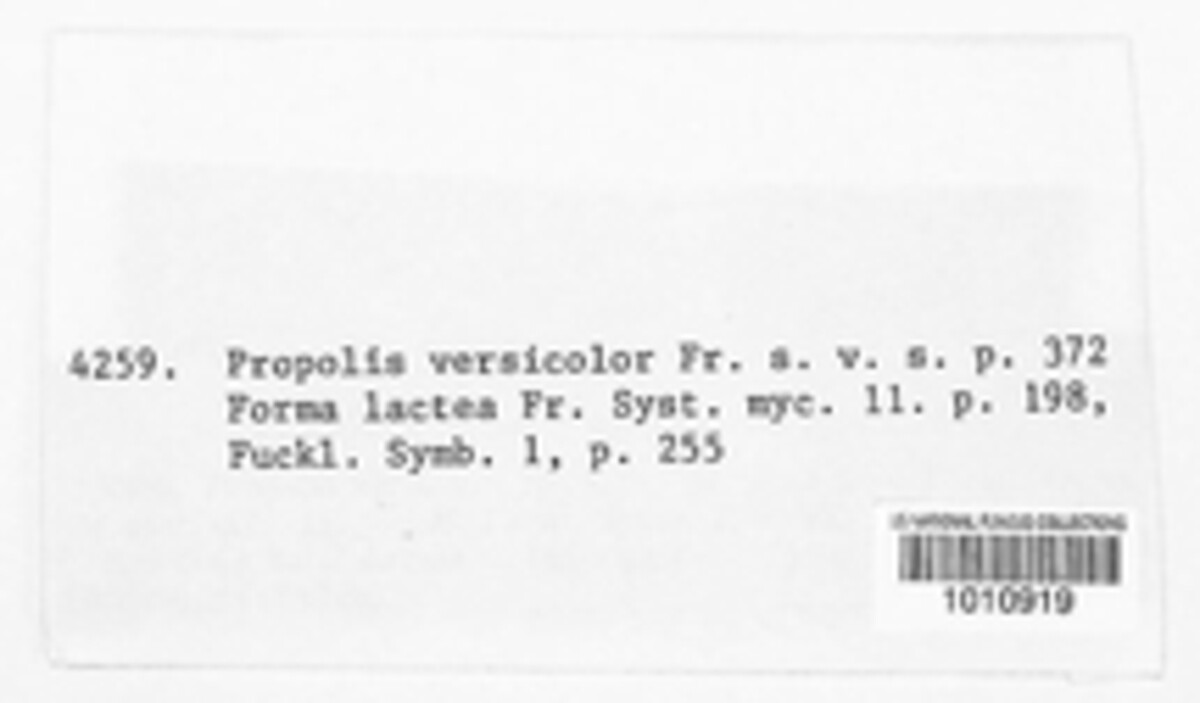 Propolis versicolor image